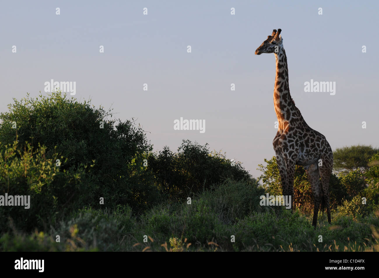 Girafe GRAZIN à Tsavo East National Park, KENYA Banque D'Images