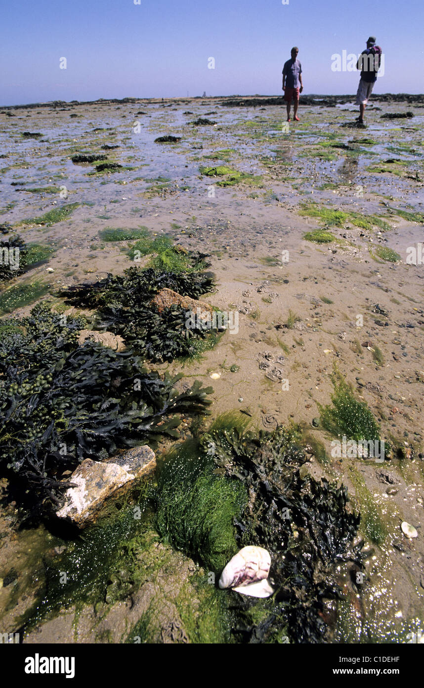 Royaume-uni Channel Islands Jersey Island paysage lunaire à marée basse (coefficient) à La Rocque, sur la côte est Banque D'Images