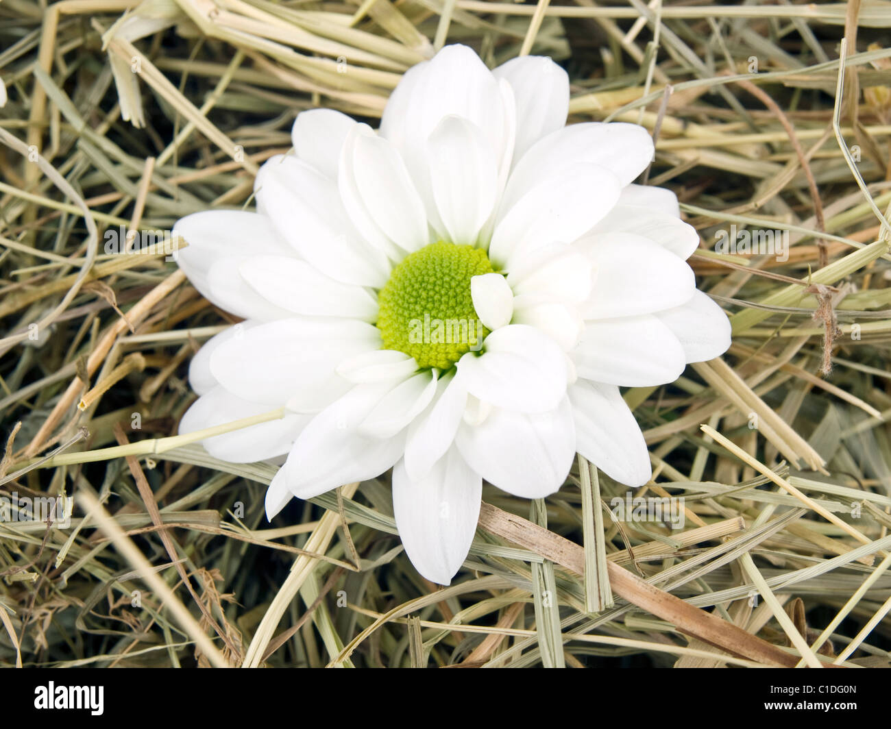 Photo gros plan de fleurs Daisy couché sur le foin Banque D'Images