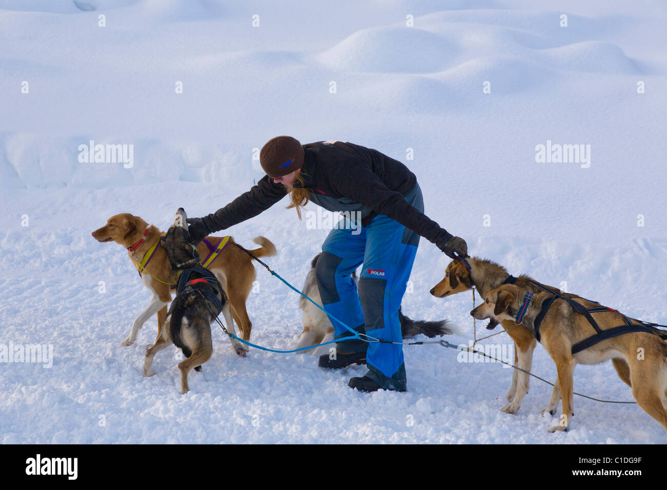 Femme avec des chiens de traîneau Banque D'Images