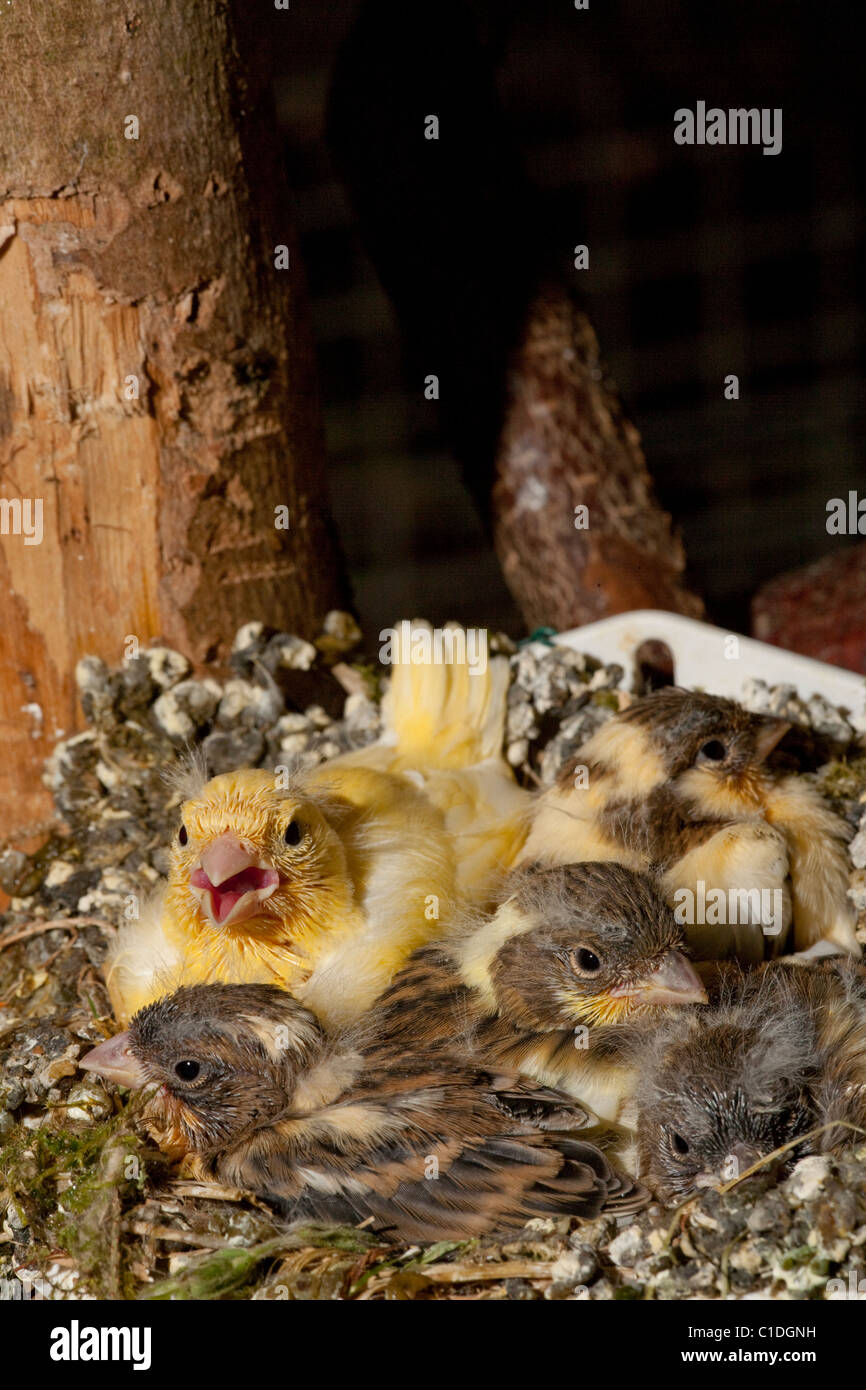 Canaries (Serinus canaria). Près de véritable poussins ( 14 jours ) dans un nid artificiel pan dans une volière. Banque D'Images