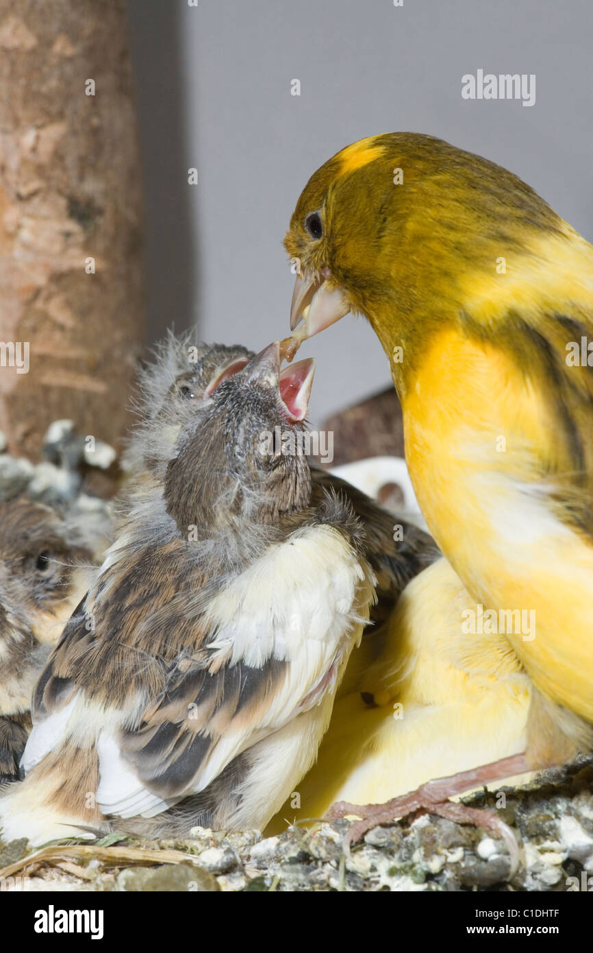 Secteur social (Serin canarius domesticus), l'alimentation 15 les poussins, encore dans le nid. Les oiseaux de volière. Banque D'Images