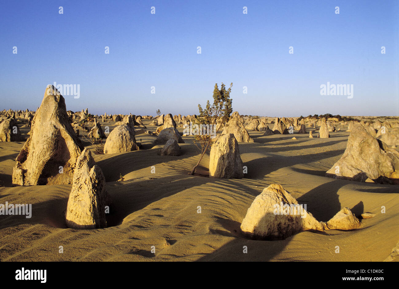 L'Australie, l'Australie occidentale, le Parc National de Nambung, Désert des Pinnacles Banque D'Images