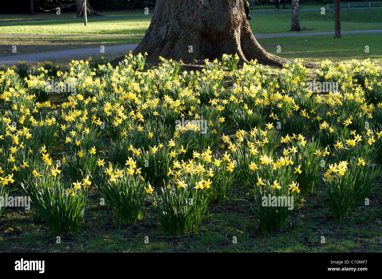 Les jonquilles au printemps Henrietta Parc Public Bath Angleterre Banque D'Images