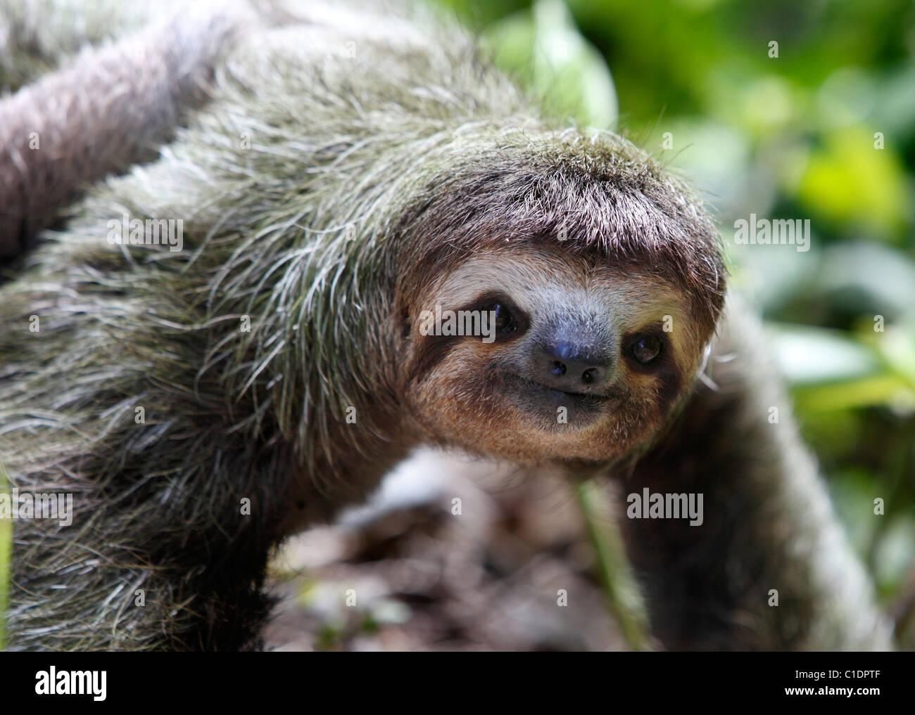 Un trois-toed sloth se déplace sur le terrain, péninsule d'Osa, au Costa Rica Banque D'Images