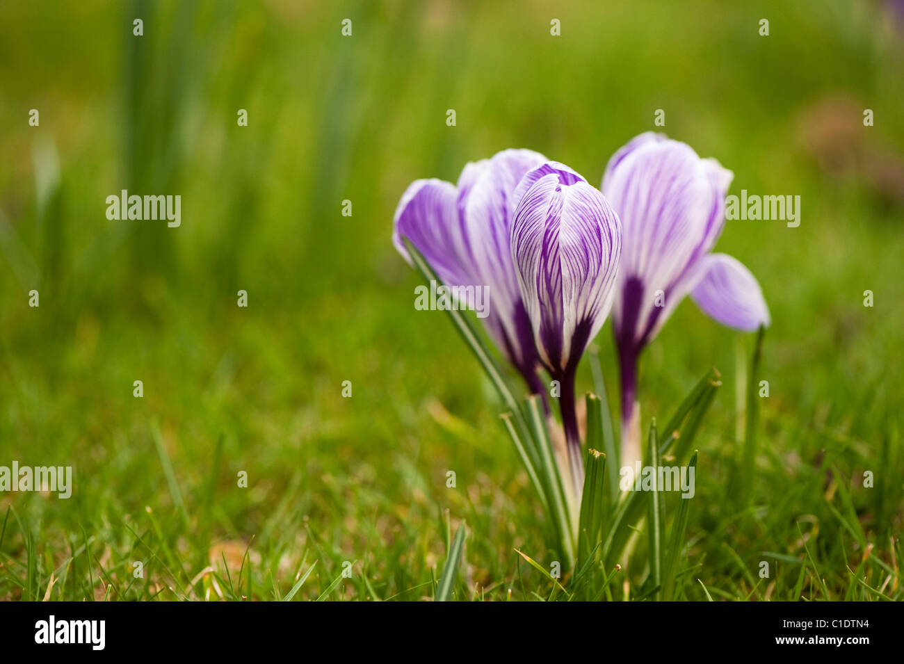 Crocus vernus 'Pickwick' en fleurs Banque D'Images