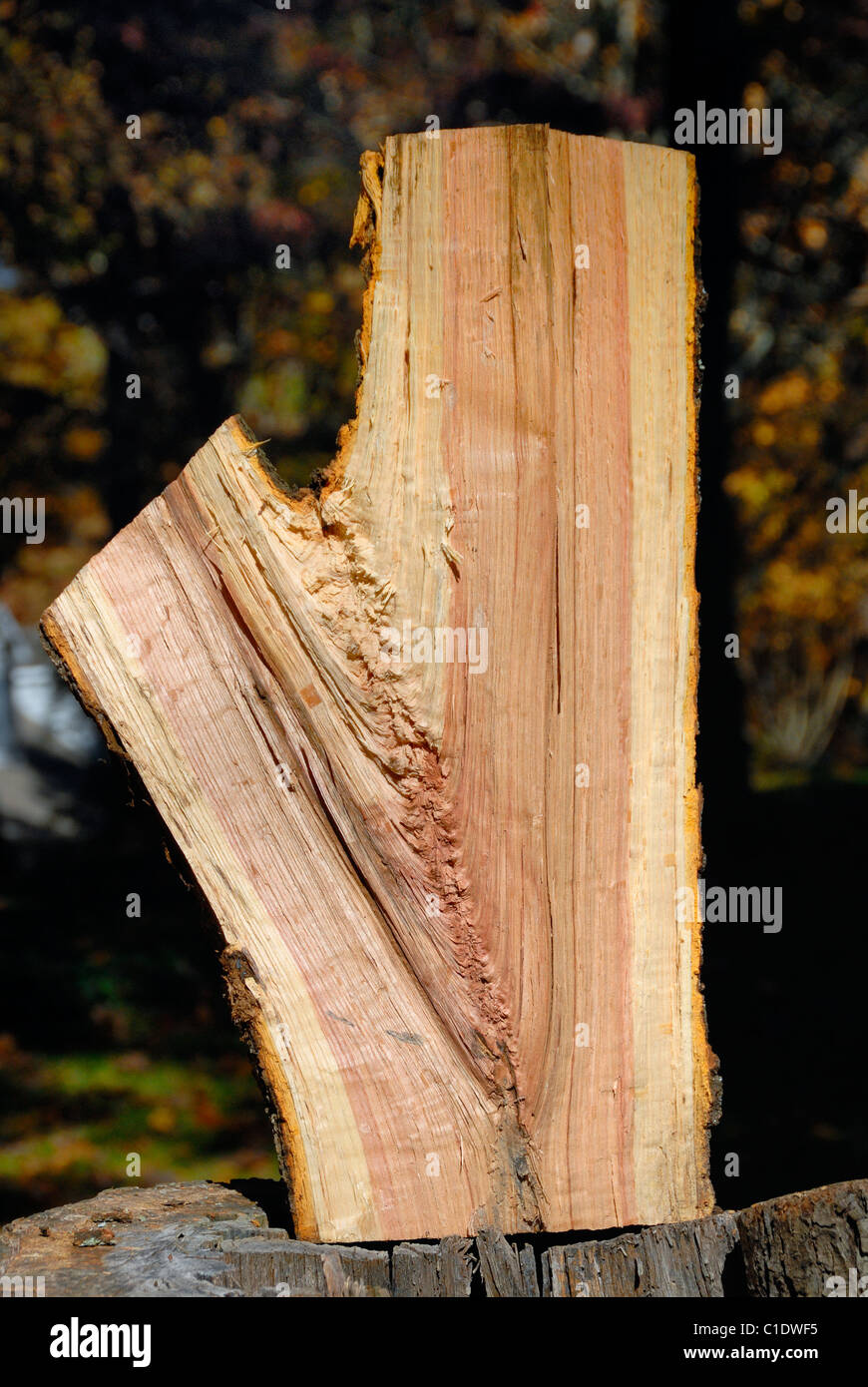 Coupe transversale d'un chêne fraîchement coupé tronc de l'arbre Banque D'Images