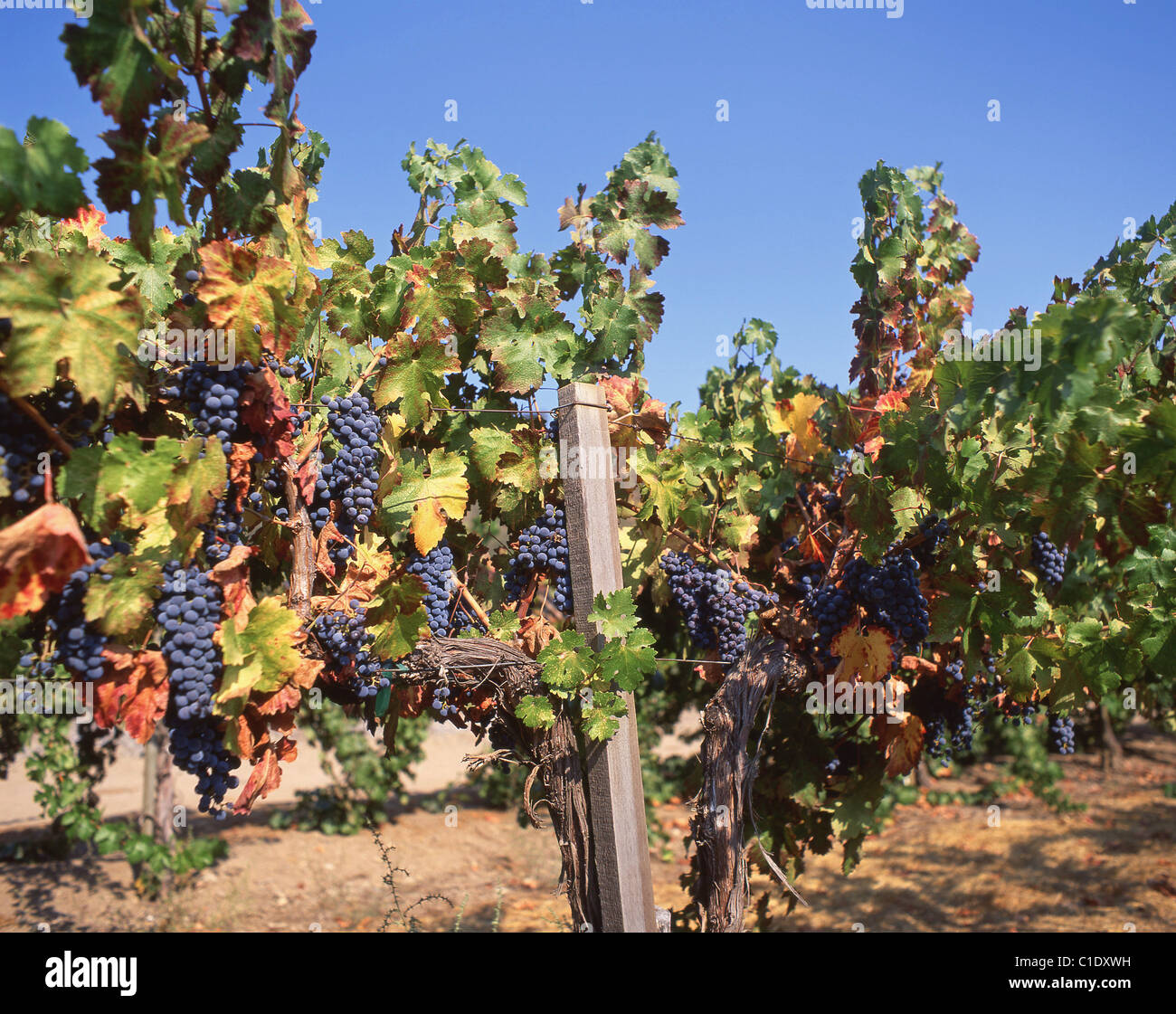 Les raisins rouges sur des vignes à Vineyard, Napa Valley, Californie, États-Unis d'Amérique Banque D'Images