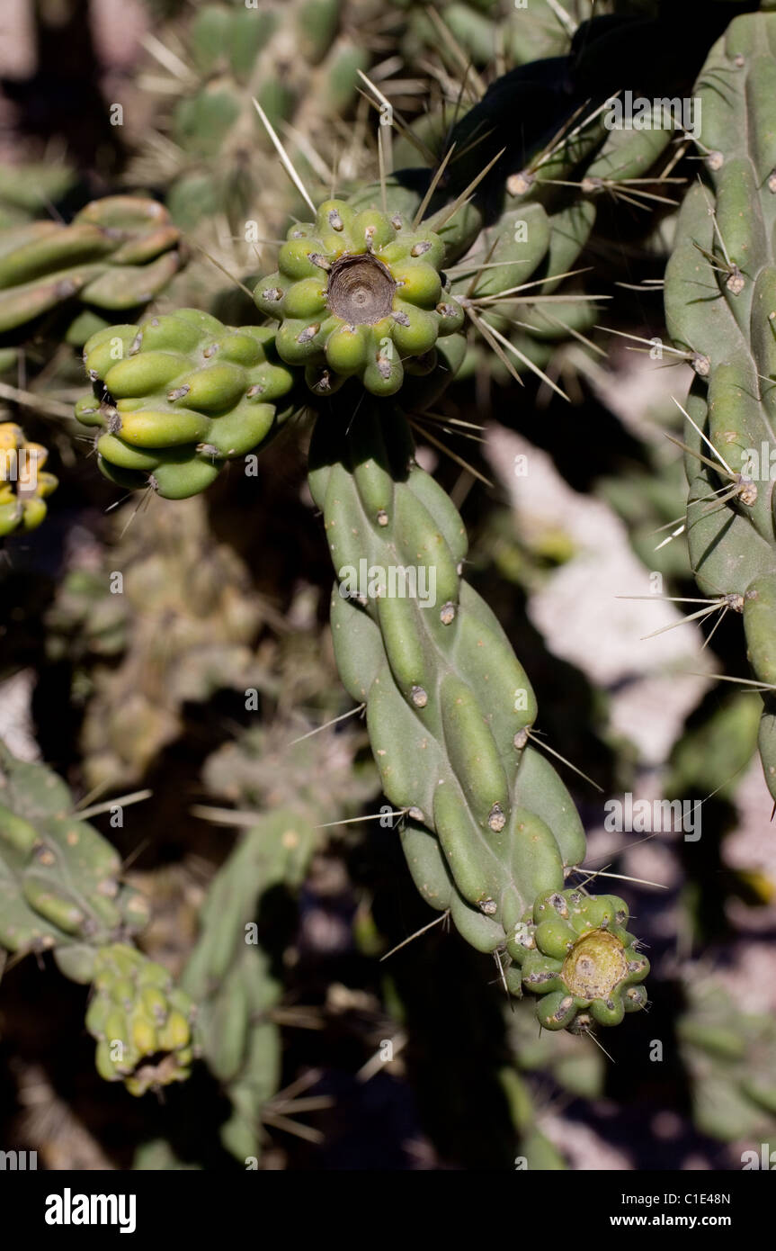 Cane cholla (Cylindropuntia imbricata) détail Banque D'Images