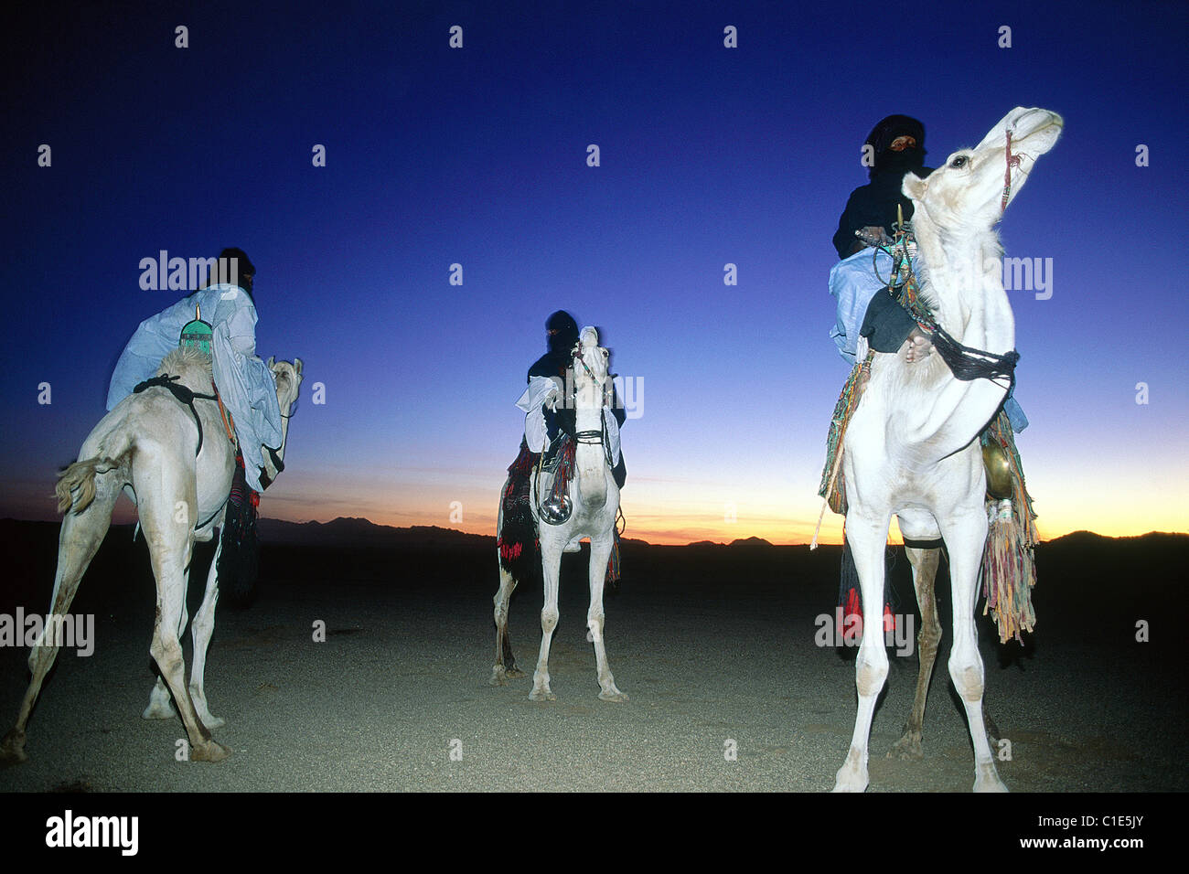 L'Algérie, région du sahara, Sahara, du Hoggar, Tamanrasset Touaregs, équitation sur leurs chameaux au coucher du soleil Banque D'Images