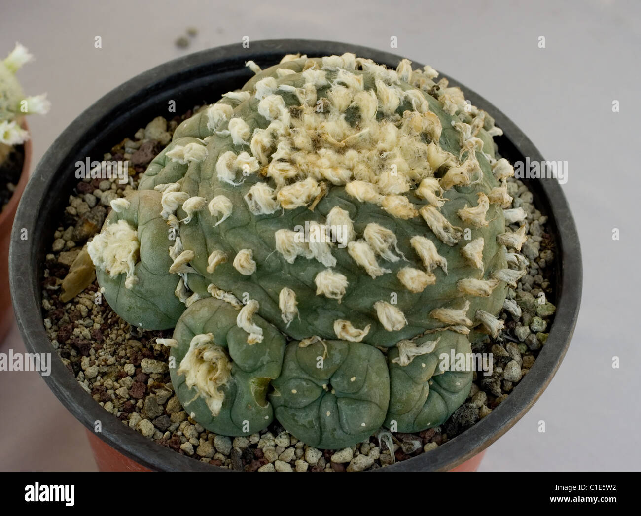 Peyote cactus (Lophophora williamsii) dans un pot à une exposition de cactus au Mexique Banque D'Images