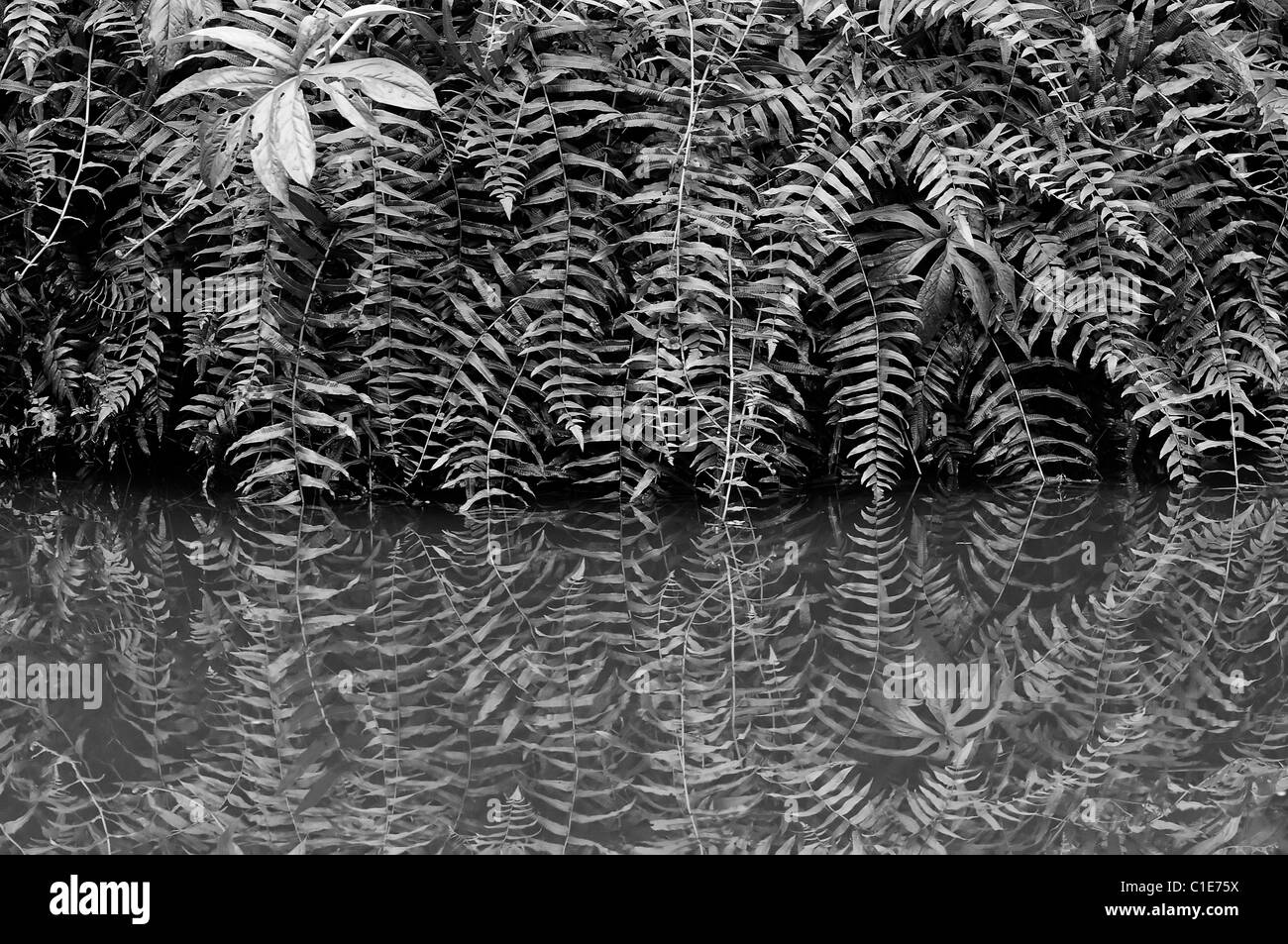 Fronde de fougère réflexions des forêts tropicales dans la jungle le long de la rivière Kinabatangan Sabah, Bornéo malaisien Malaisie Banque D'Images