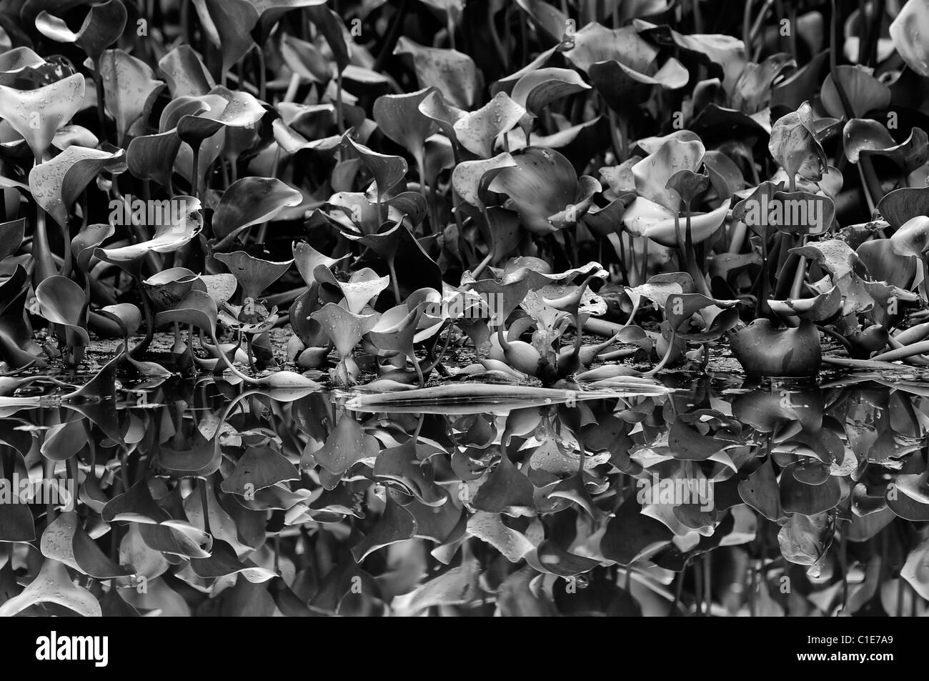 Le feuillage des forêts tropicales de l'eau dans la jungle le long de la rivière Kinabatangan Sabah, Bornéo malaisien Malaisie Banque D'Images