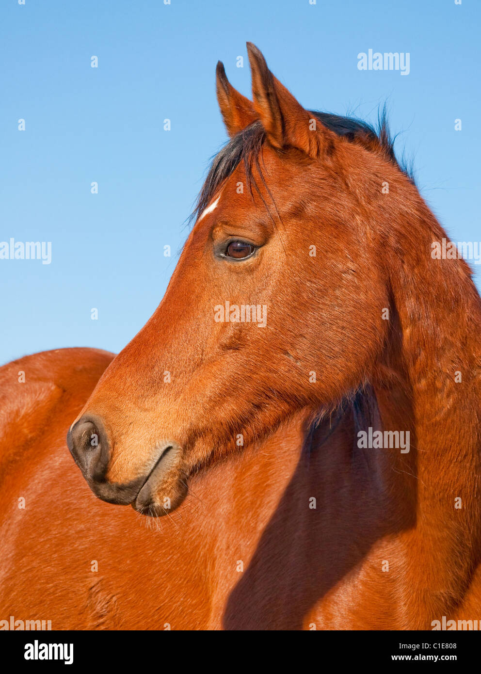 Profil d'un beau cheval arabe baie rouge contre ciel bleu clair Banque D'Images