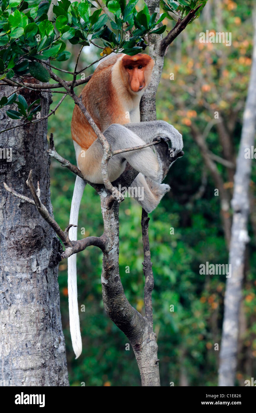 Labuk Bay Proboscis Monkey Sanctuary Conservation Centre sandakan sabah Malaisie Bornéo malaisien grand mâle dans un arbre Banque D'Images