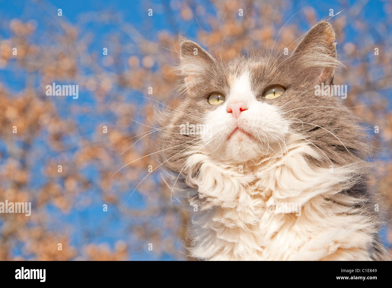 Belle aux cheveux longs chat calico dilué contre ciel bleu et un arbre avec des feuilles brun sec Banque D'Images