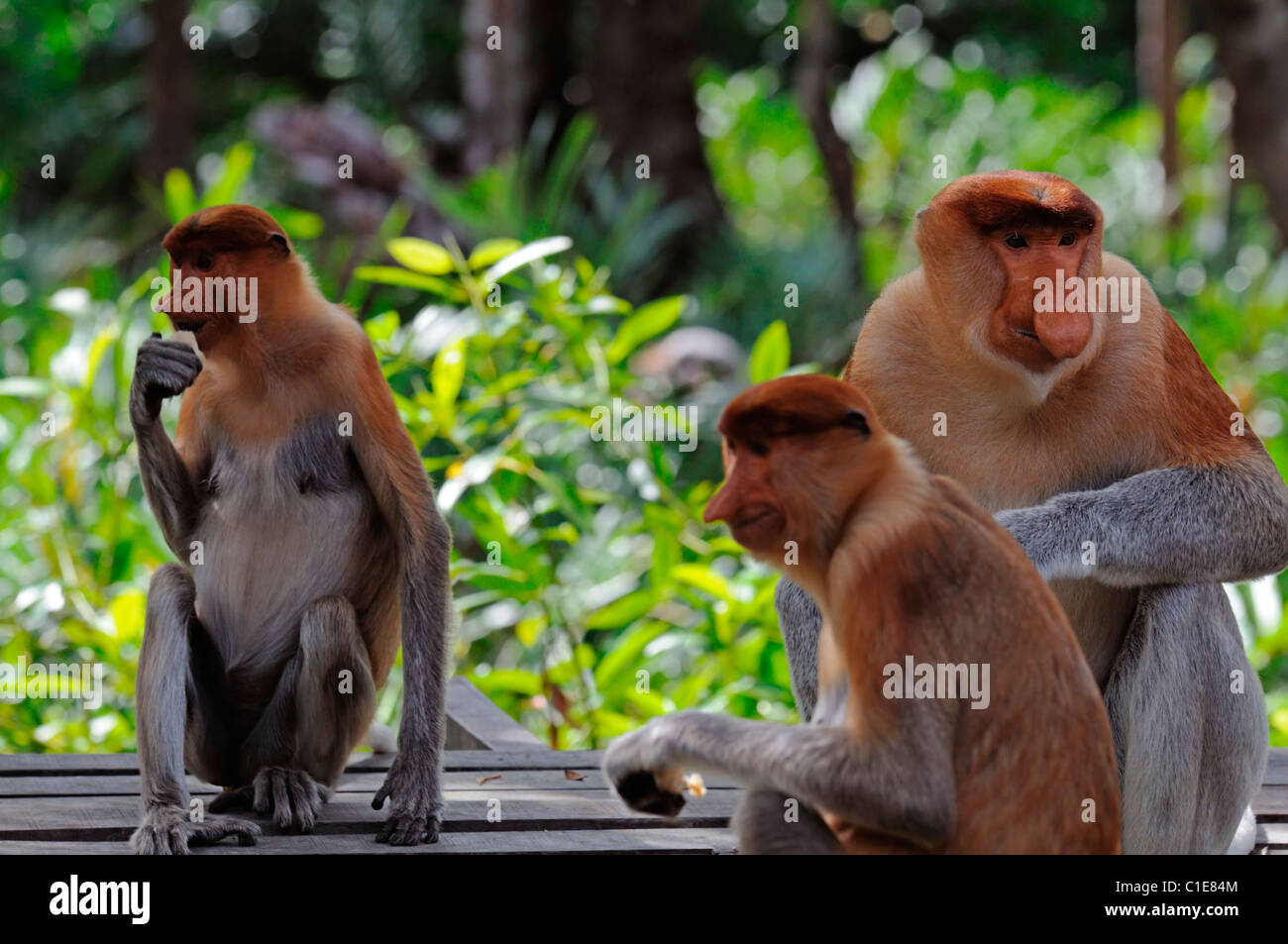 Labuk Bay Proboscis Monkey Sanctuary Conservation Centre sandakan sabah Malaisie Bornéo malaisien de la plate-forme d'alimentation alimentation troupe Banque D'Images