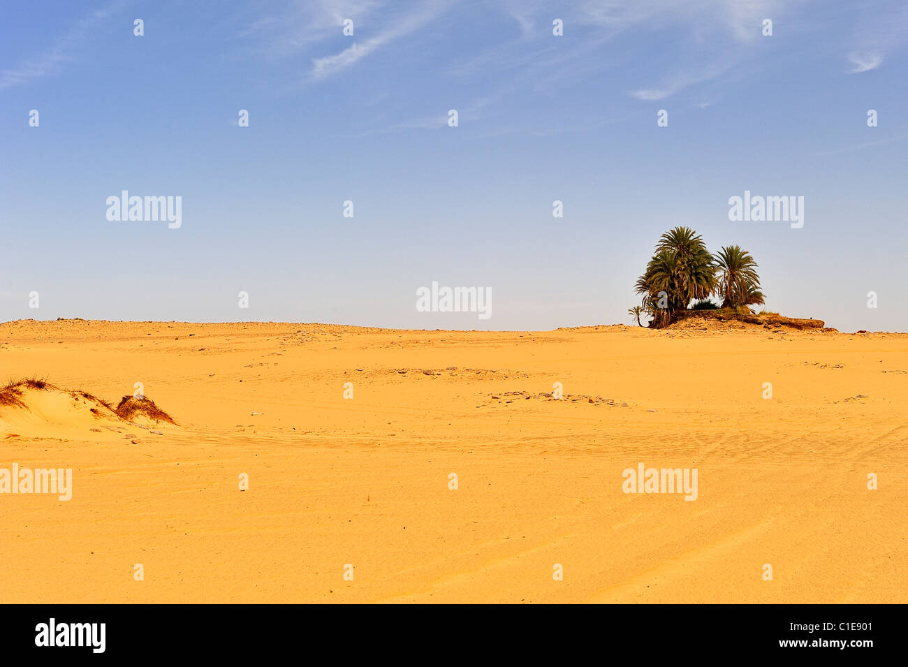 Des palmiers dans une oasis dans le désert blanc, le parc national de l'Égypte Banque D'Images