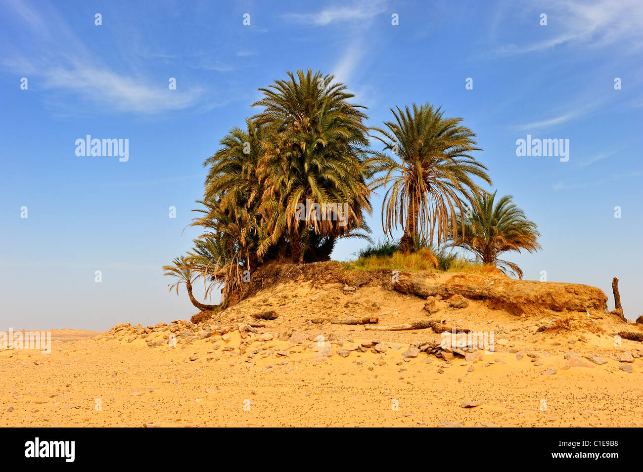 Des palmiers dans une oasis dans le désert blanc, le parc national de l'Égypte Banque D'Images