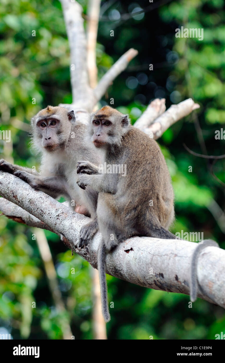 Macaca fascicularis macaque à longue queue Kinabatangan River singe Sabah, Bornéo Malaisie Banque D'Images