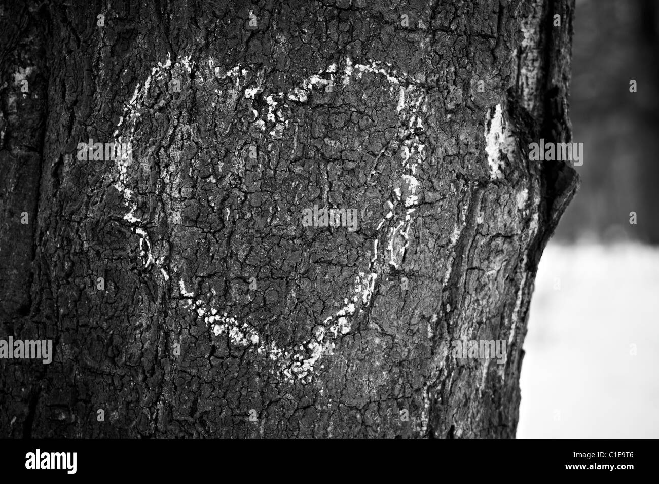 Coeur dessiné sur le tronc de l'arbre, l'image monochrome. Banque D'Images
