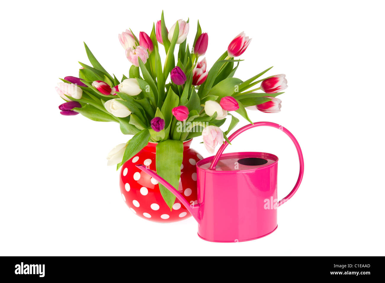 Bouquet de tulipes colorées en rouge avec vase arrosoir rose Banque D'Images