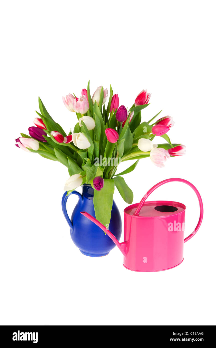 Bouquet de tulipes colorées en rouge et vase arrosoir rose Banque D'Images