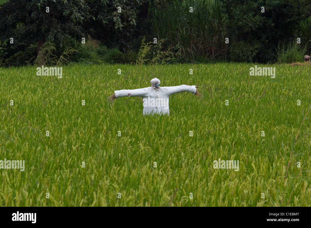 Les champs de riz de l'Inde faire peur crow la culture de la canne à sucre l'agriculture Banque D'Images