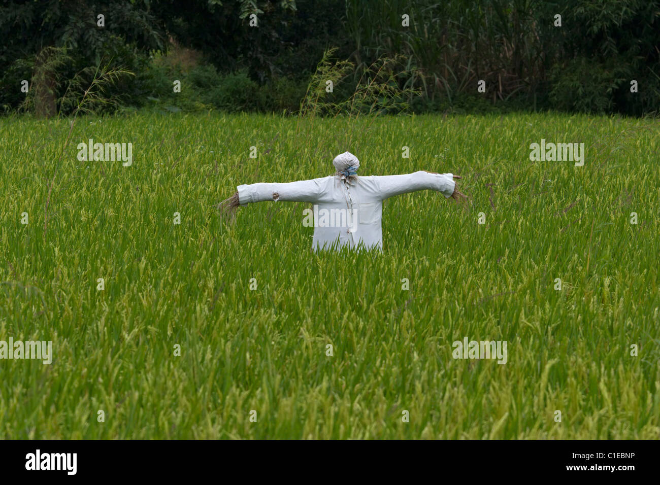 Les champs de riz de l'Inde faire peur crow la culture de la canne à sucre l'agriculture Banque D'Images