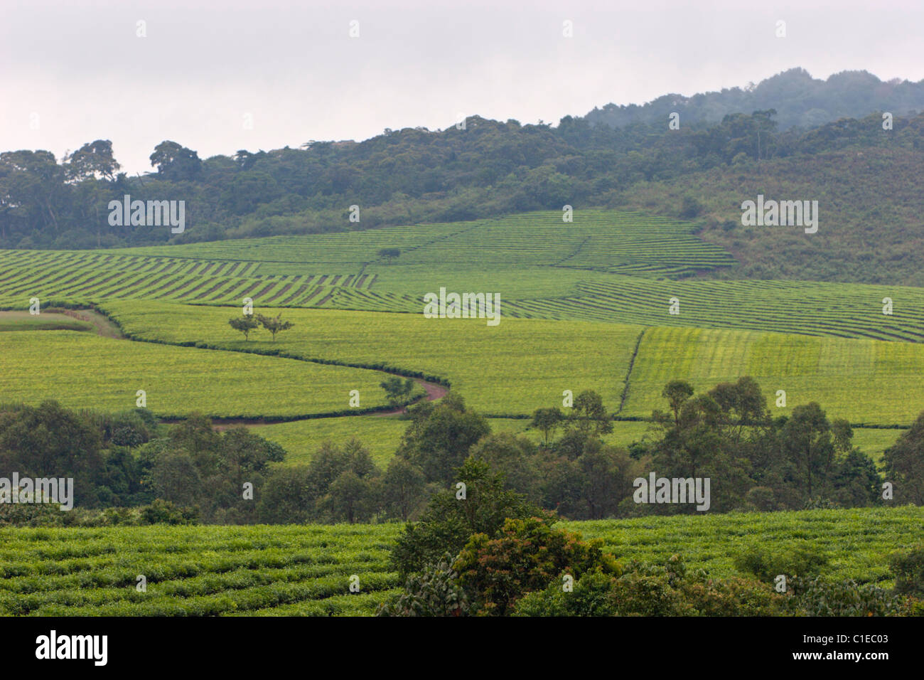 Les champs de thé vert Afrique Ouganda l'agriculture ferme lignes théiers Banque D'Images