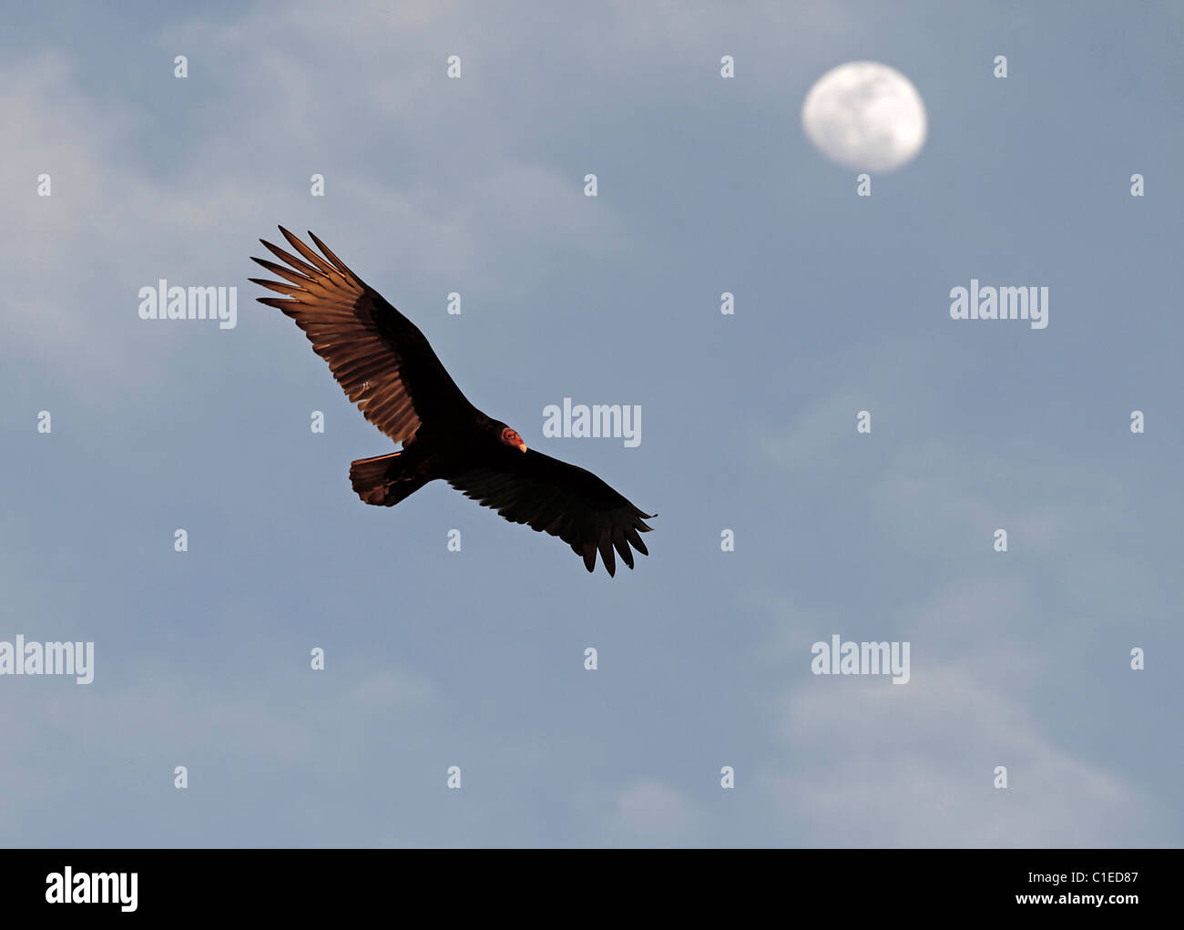 L'Urubu à tête rouge (Cathartes aura) dans l'ouest du Texas, dans la pointe nord de la désert de Chihuahuan. Banque D'Images