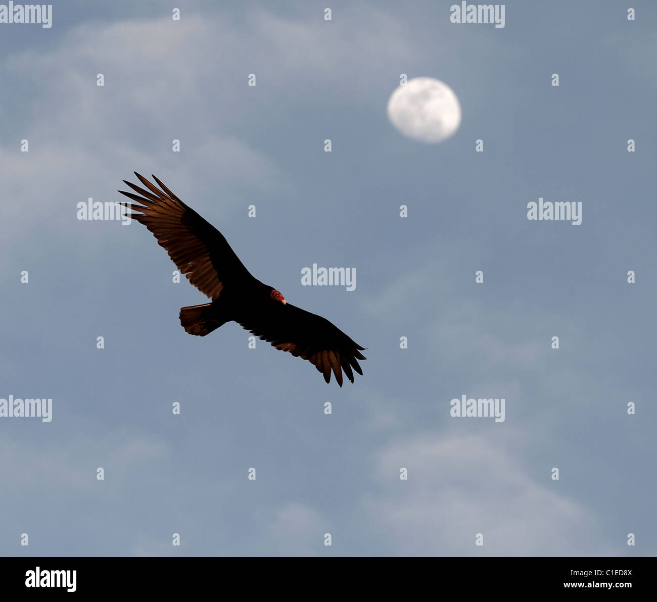 L'Urubu à tête rouge (Cathartes aura) dans l'ouest du Texas, dans la pointe nord de la désert de Chihuahuan. Banque D'Images