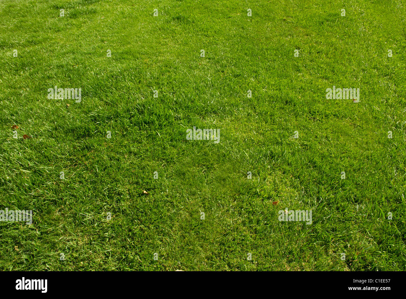 Pelouse paysage vert gazon gazon cour jardin croître la végétation de plantes fraîches soft blade mow fertiliser contexte champ play Banque D'Images