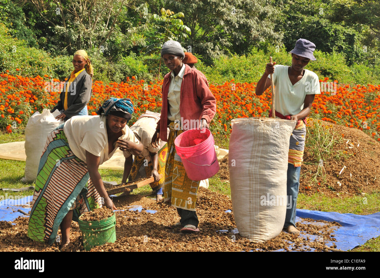 Les femmes travaillant à une fleur ferme près de Arusha, Tanzanie Banque D'Images
