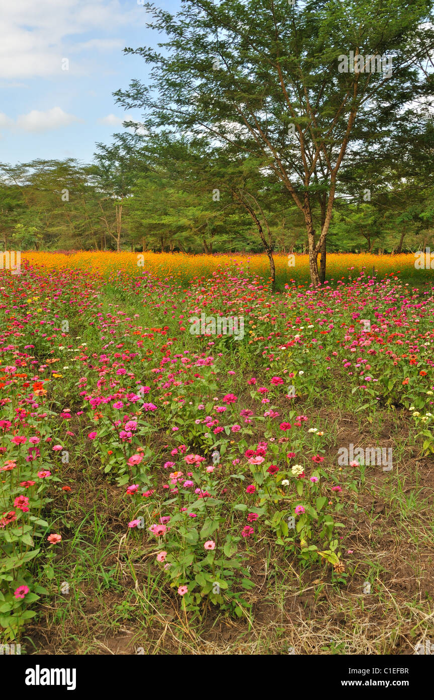 La culture de fleurs près d'Arusha, Tanzania, Africa Banque D'Images