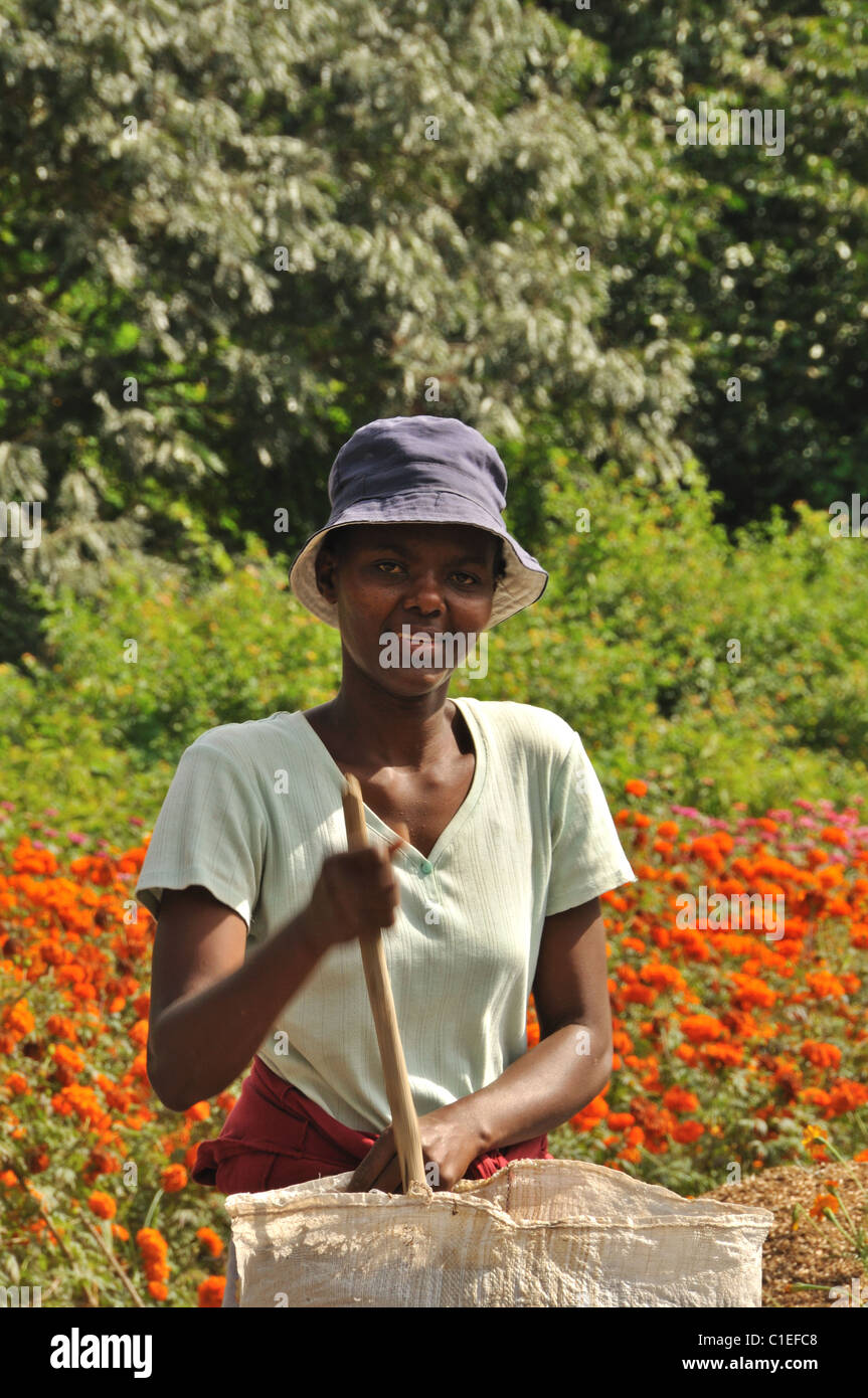 Femme travaillant dans une ferme près de fleurs Arusha, Tanzanie Banque D'Images
