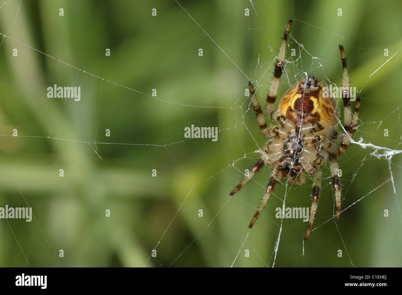 Orbweb-spider - 4 spots-orb weaver spider (Araneus quadratus) sur son site web Banque D'Images