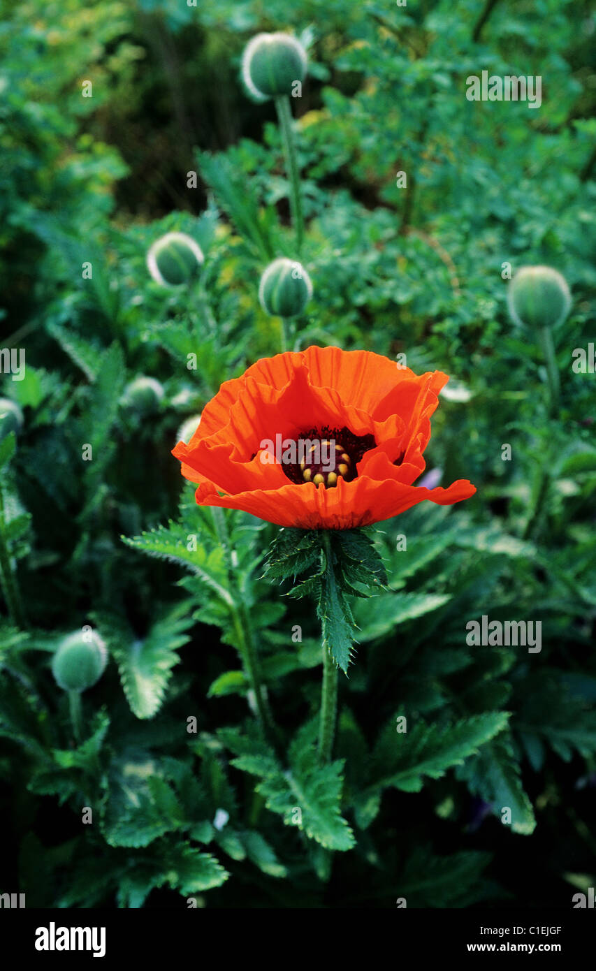 La France, l'Eure, Giverny, Claude Monet, le jardin de la Fondation poppy Banque D'Images