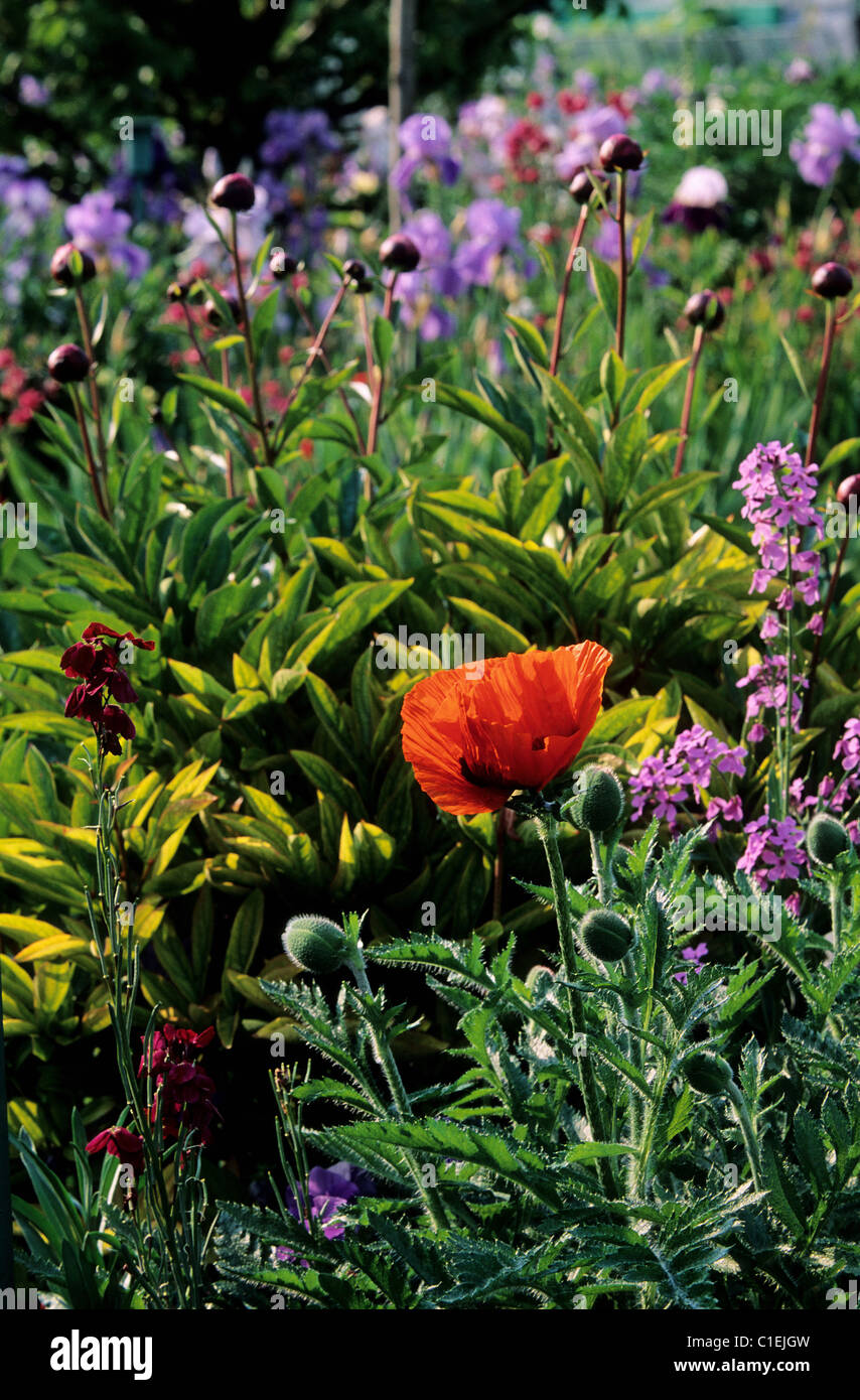 La France, l'Eure, Giverny, Claude Monet, le jardin de la Fondation, de pavot et de pivoine stock Banque D'Images
