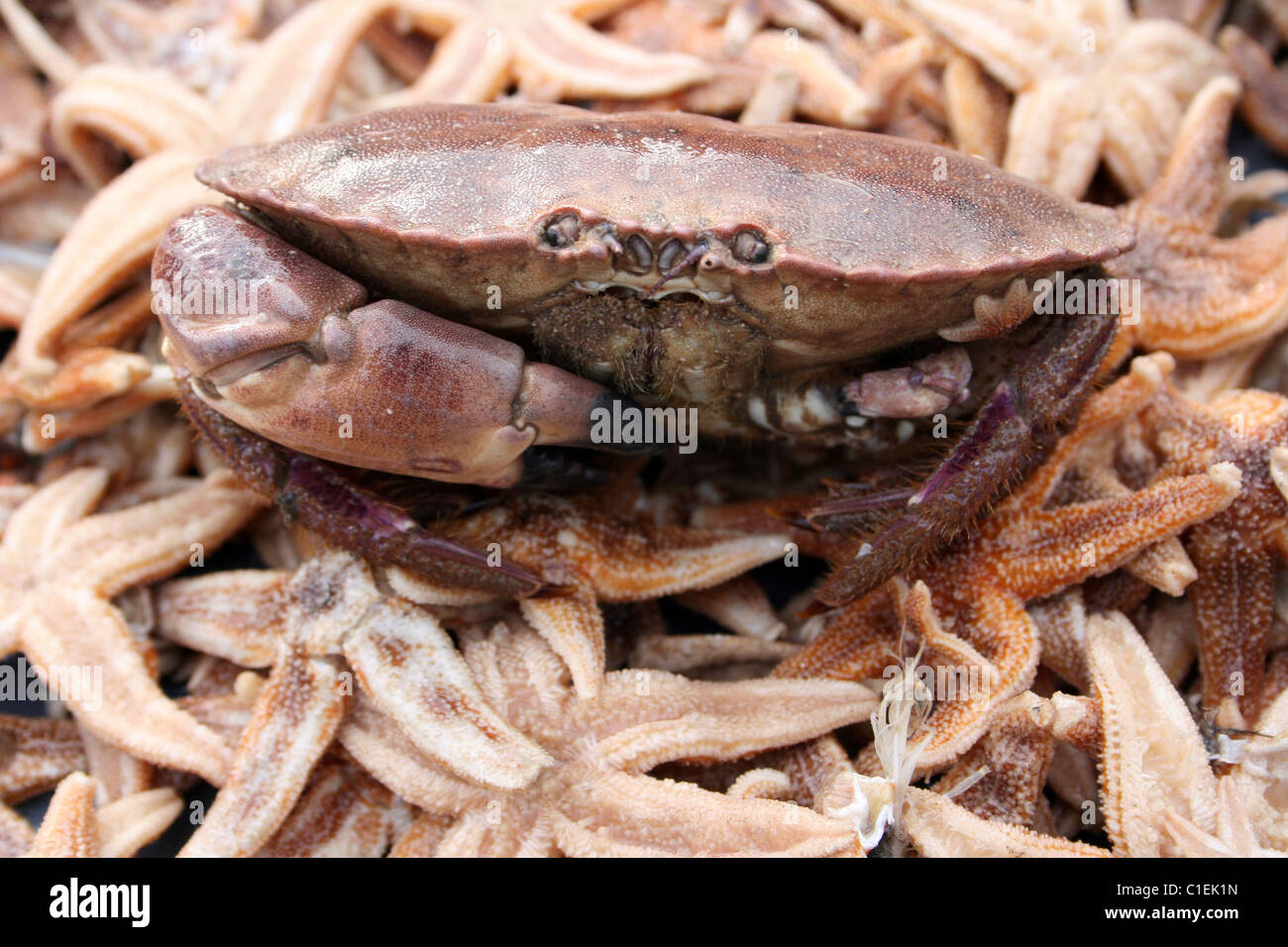 Homme crabe Cancer pagurus sur un lit d'étoiles de mer capturés au cours de Beamtrawling dans la rivière Mersey, Liverpool, Royaume-Uni Banque D'Images