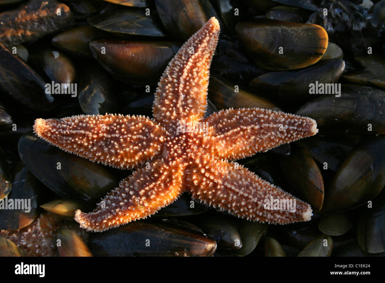 L'Étoile de mer commune Asterias rubens sur un lit de moules provenant en  Beamtrawling Au cours de la rivière Mersey, UK Photo Stock - Alamy