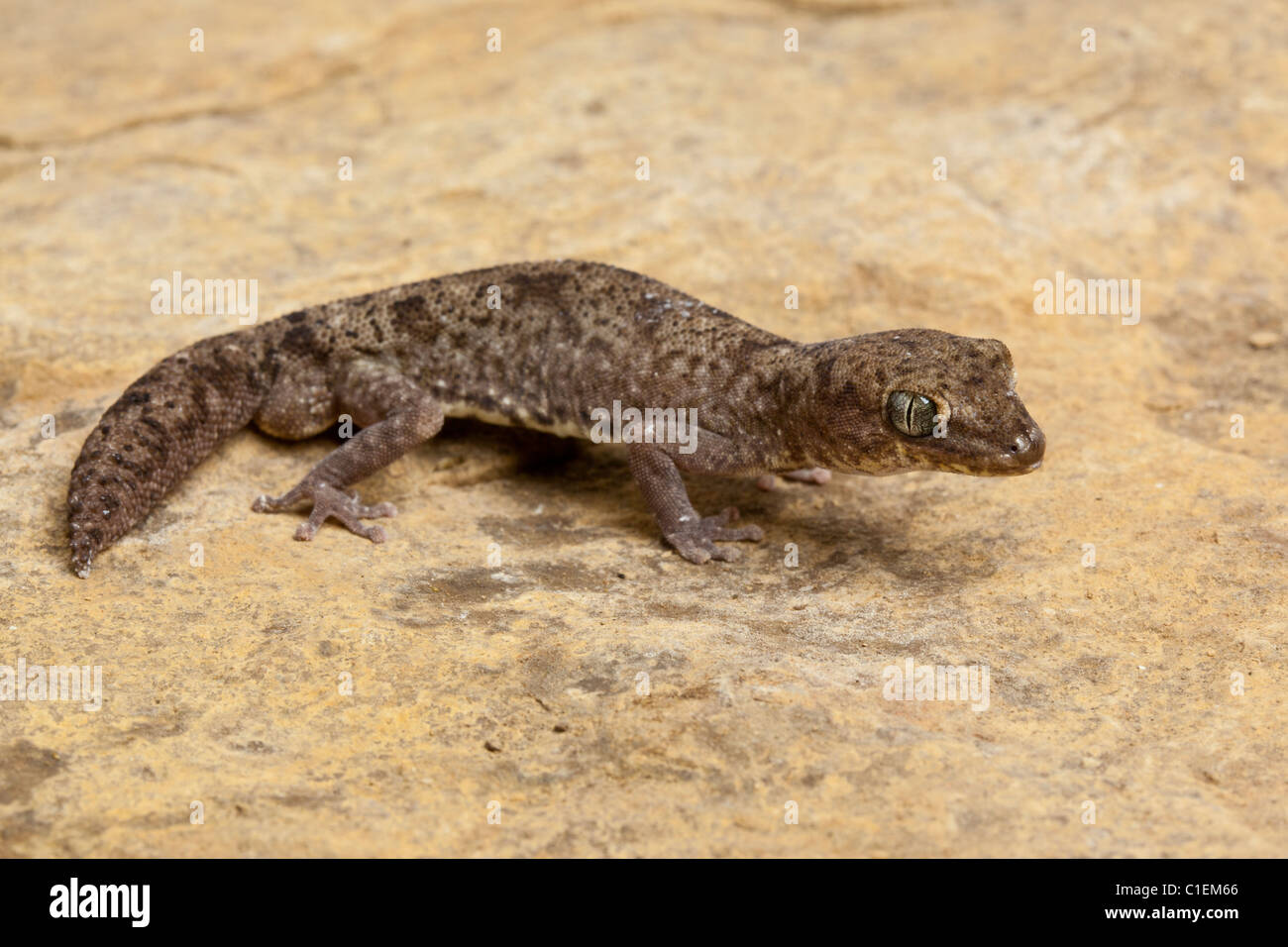 Diplodactylus tessellatus tesselé, gecko, Australie Banque D'Images
