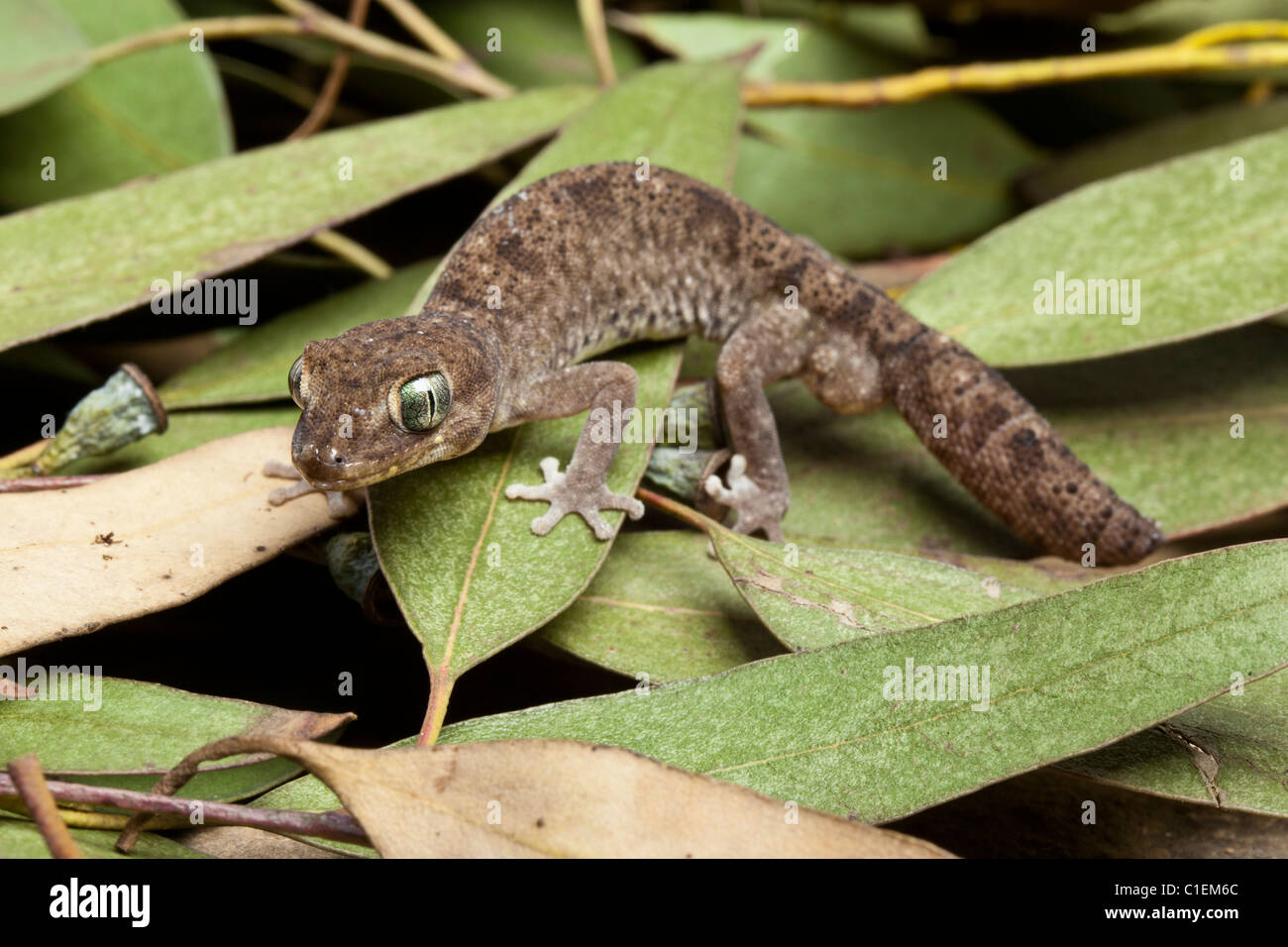 Diplodactylus tessellatus tesselé, gecko, Australie Banque D'Images