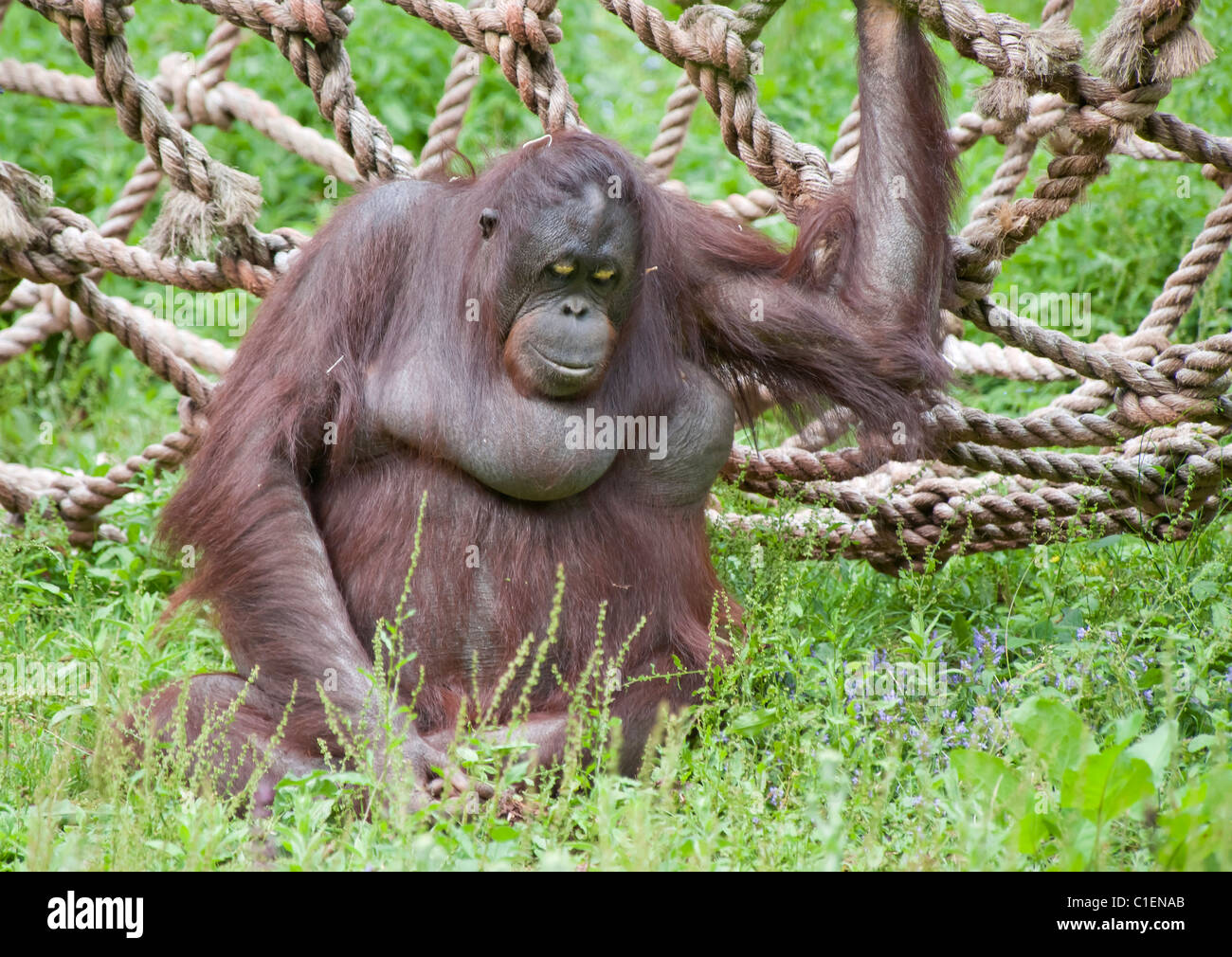 Orang-outan assis sur l'herbe Banque D'Images
