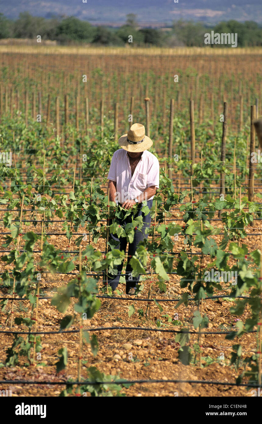 L'Espagne, Îles Baléares, Majorque, vignobles (zone de Santa Eugenia) Banque D'Images