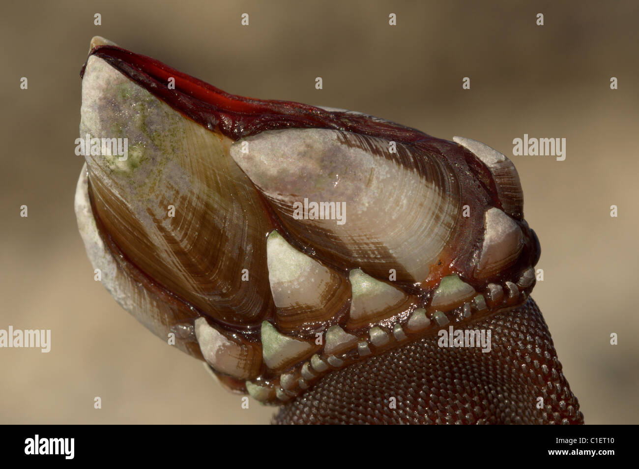(Pollicipes pollicipes Goose barnacle) Banque D'Images