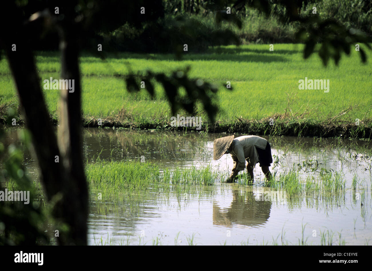 La province de Siem Reap, Cambodge, champ de riz près de Angkor Banque D'Images