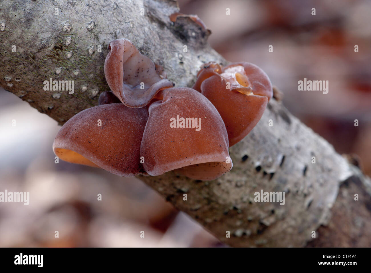Jelly champignon d'oreille Banque D'Images