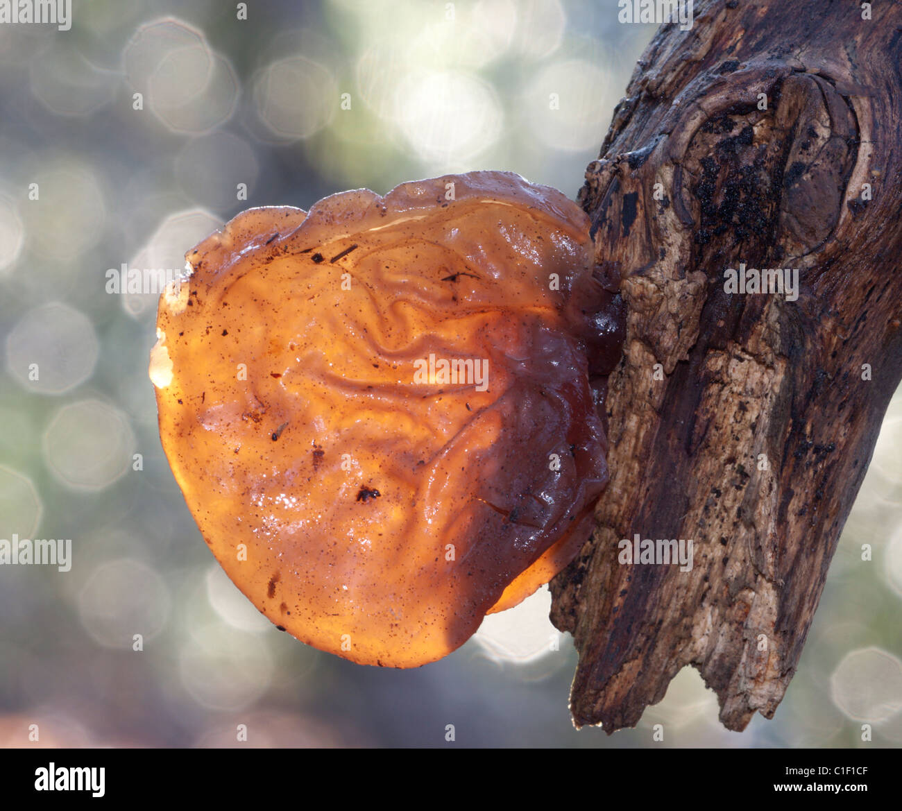 Jelly oreille champignon poussant sur branch Banque D'Images