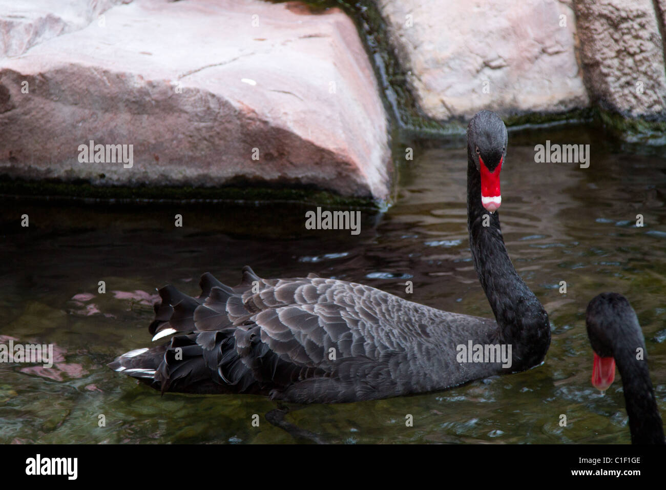 Black Swan jardin tropical Flamingo Las Vegas Banque D'Images
